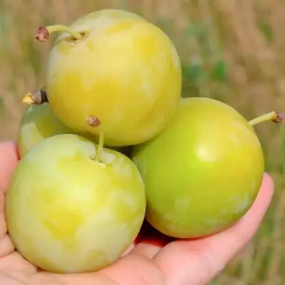 Слива РЕНКЛОД ранний в Горках