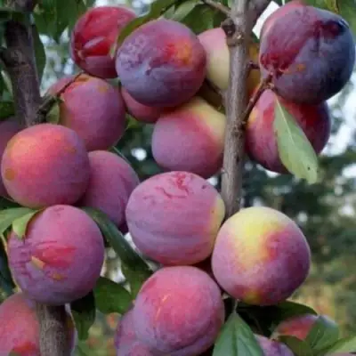 Слива ИМПЕРИАЛ колонновидная в Горках