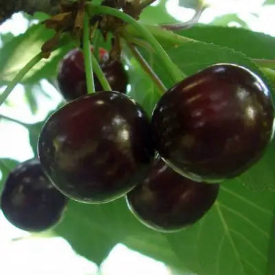 Дюк КСЕНИЯ (ЧЕРЕВИШНЯ) в Горках