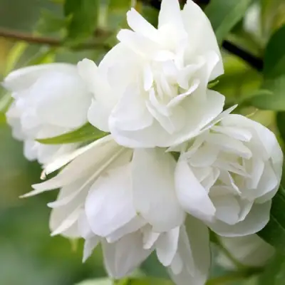 Жасмин МАНТО Д’ЭРМИН в Горках