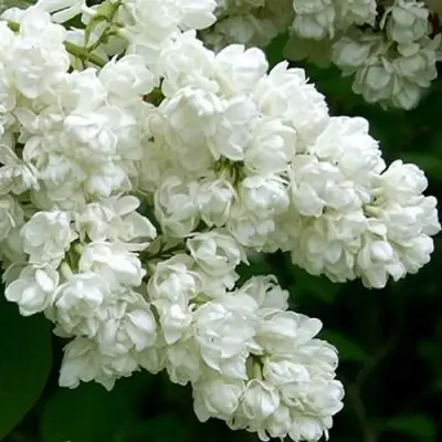 Сирень ПАМЯТЬ О КОЛЕСНИКОВЕ в Горках