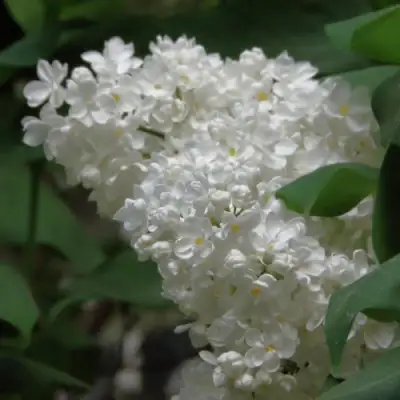 Сирень РУССКИЙ СЕВЕР в Горках