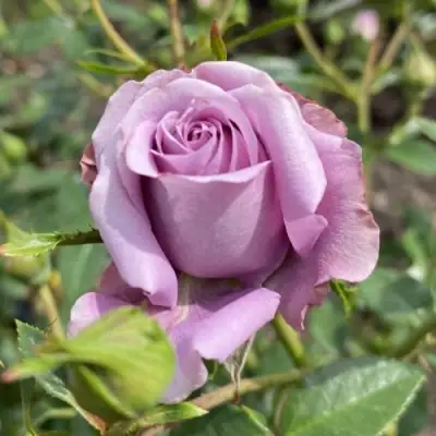 Роза БИЛОНА спрей в Горках