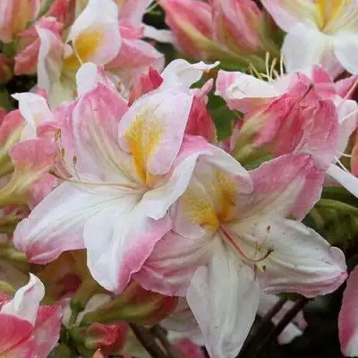 Азалия САТОМИ японская в Горках