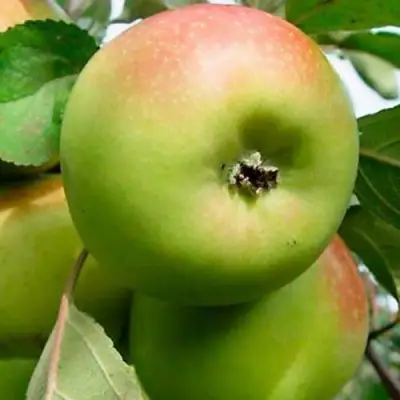 Яблоня БРАТ ЧУДНОГО стелющаяся в Горках