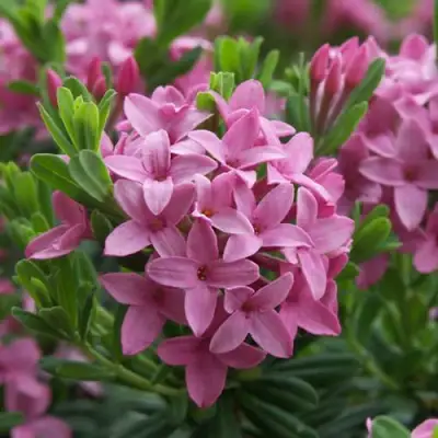 Волчеягодник КОЛЛИНА ГАРАЛЕНС в Горках