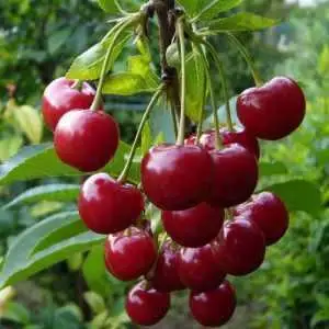 Дюк ФАКЕЛ в Горках