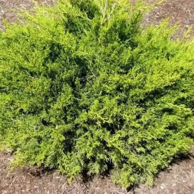 Можжевельник ИЗАБЕЛИН китайский в Горках