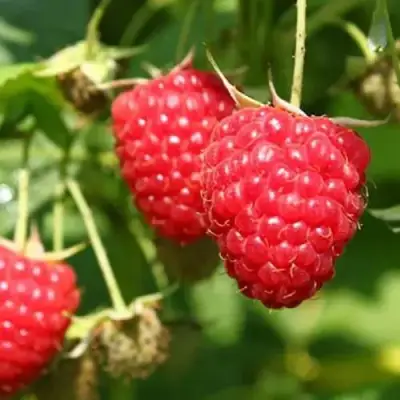 Малина БАЛЬЗАМ в Горках