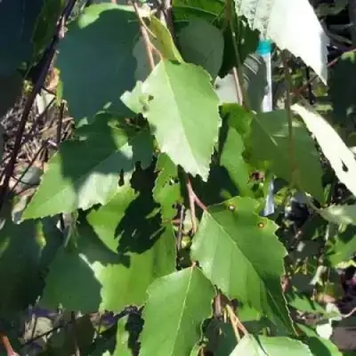 Береза САММЕР КАСКАД черная в Горках