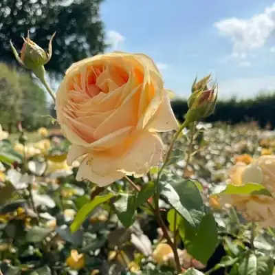 Роза КЕНДЛАЙТ чайно-гибридная в Горках