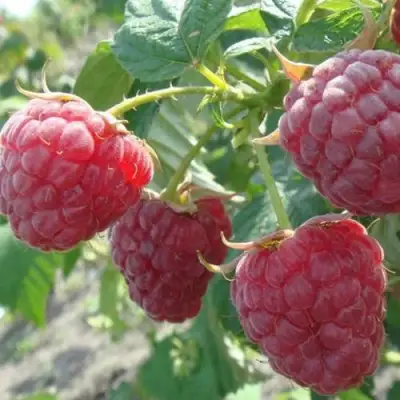 Малина БРУСИЛОВСКАЯ в Горках