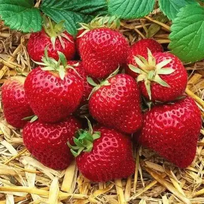 Клубника ХОНЕЙ в Горках