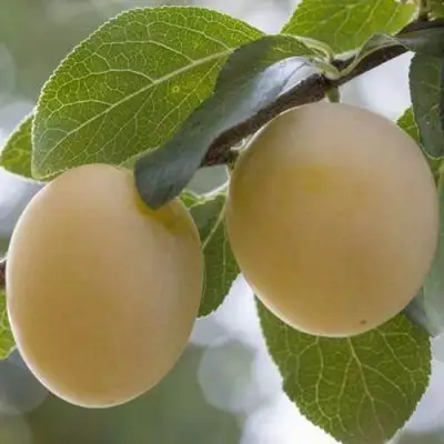 Слива УТРО в Горках