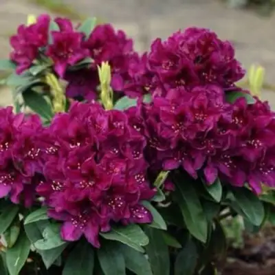 Рододендрон КАЛИ в Горках