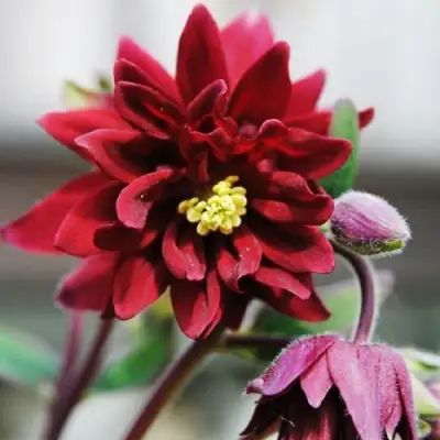 Аквилегия РУБИ ПОРТ обыкновенная в Горках