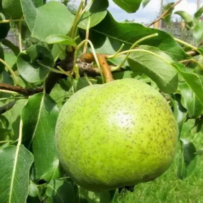 саженцы груши Золотоворотская