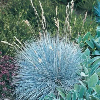 Овсяница АЙСФОГЕЛЬ сизая в Горках