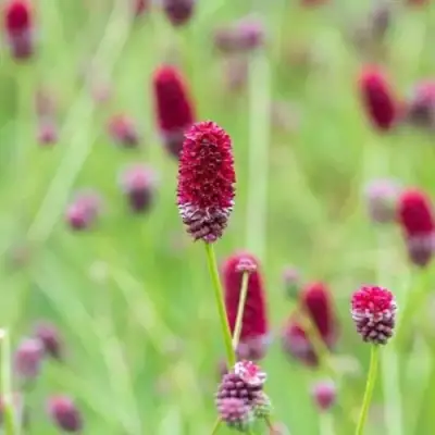 Кровохлебка БИТЛВИНГЗ в Горках