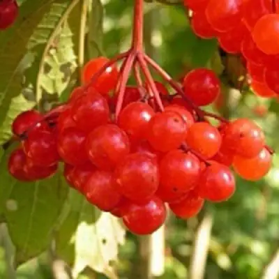 Калина ПАМЯТИ ВАЛЕНТИНЫ в Горках