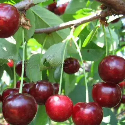 Дюк ИВАНОВНА в Горках