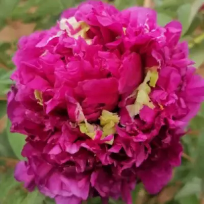 Пион ПОЛЕТ ЛАСТОЧКИ древовидный в Горках