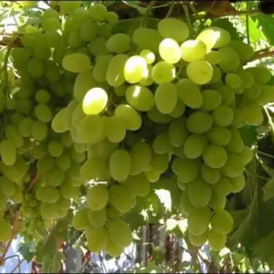 Виноград ИЛЬЯ  в Горках