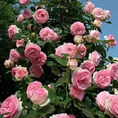 Роза ПЬЕР ДЕ РОНСАР плетистая в Горках