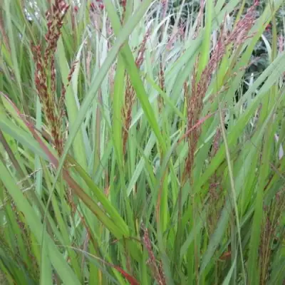 Просо ВЭРРИОР прутьевидное в Горках