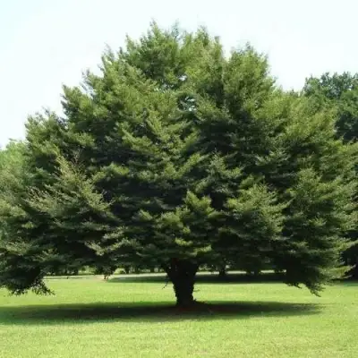 Бук обыкновенный в Горках