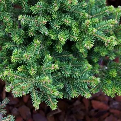 Ель ВИЛС ЦВЕРГ обыкновенная в Горках