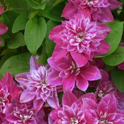 Клематис МАЙ ДАРЛИНГ  в Горках