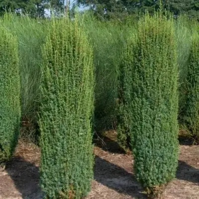 Можжевельник ХИБЕРНИКА обыкновенный  в Горках