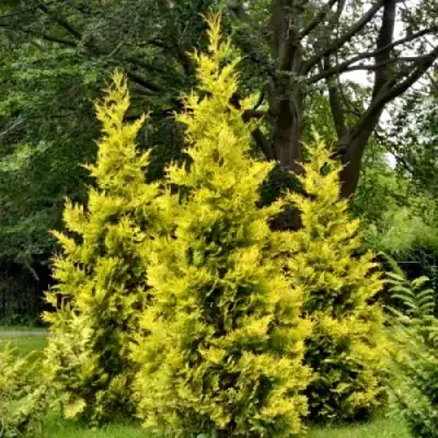 Туя ГОЛДЕН БРАБАНТ западная в Горках