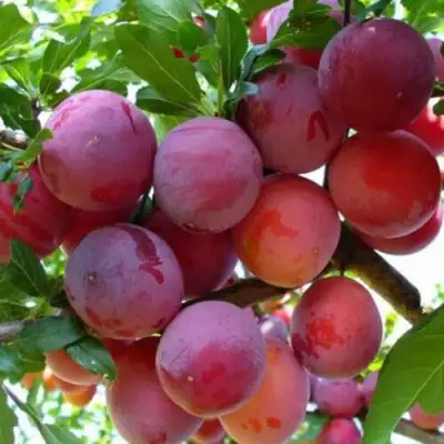 Слива НЕКТАРИННАЯ АРОМАТНАЯ в Горках