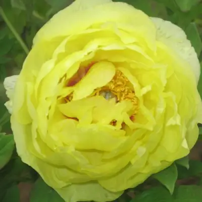 Пион ЗОЛОТО ПОДНЕБЕСНОЙ древовидный в Горках