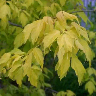 Клен ясенелистный в Горках