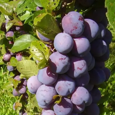 Слива НАГРАДА НЕМАНСКАЯ в Горках