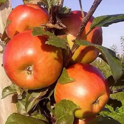 Яблоня ФРИДОМ в Горках