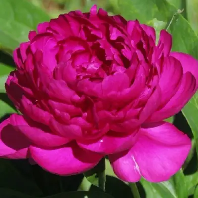 Пион БАРХАТ НОЧИ травянистый в Горках