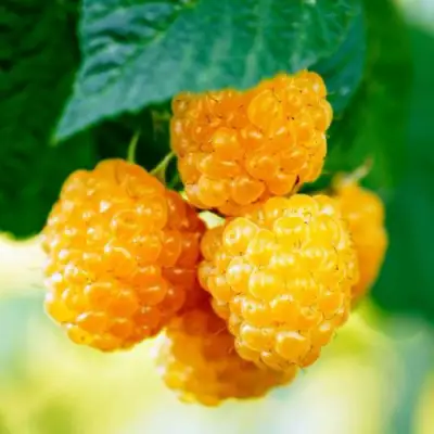 Малина МЕДОВАЯ в Горках