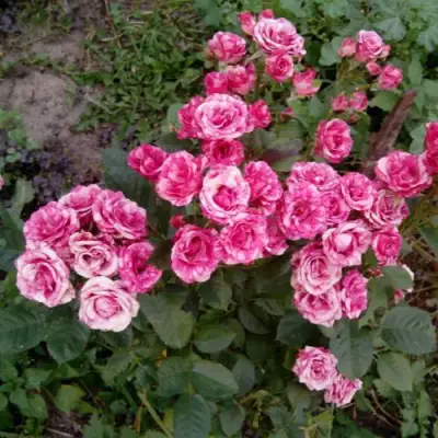 Роза ФЛЕШ ДАНС спрей в Горках