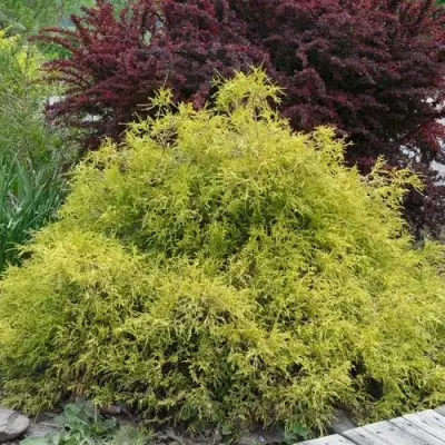 Кипарисовик ГОЛДЕН МОП горохоплодный в Горках