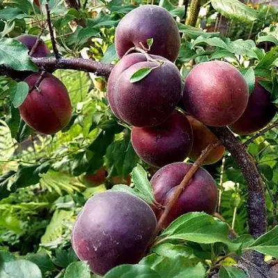 Шарафуга БЕЛЛА РОЯЛЬ в Горках