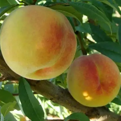 Персик ДОНЕЦКИЙ ЖЕЛТЫЙ в Горках