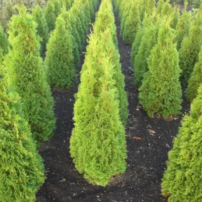 Туя САННИ СМАРАГД западная  в Горках