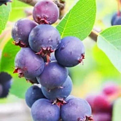 Ирга СМОУКИ в Горках