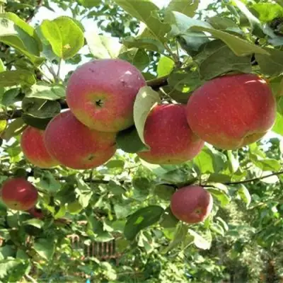 Яблоня ОРЛИК в Горках