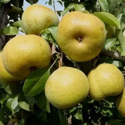 Груша ПЛАТОНОВСКАЯ в Горках