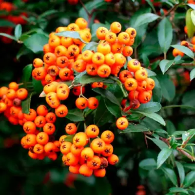 Пираканта ОРАНЖ ГЛОУ в Горках